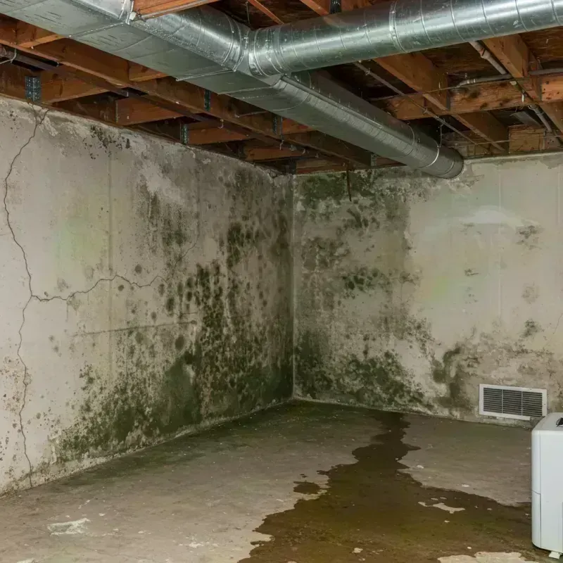 Professional Mold Removal in Ashland, NE